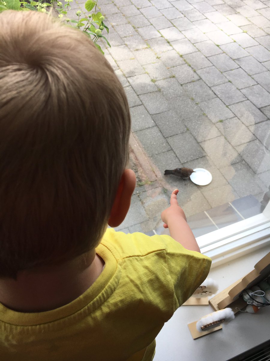 nancygerritsen's tweet photo. Gisteren vloog dit vogeltje tegen het raam. En na een beetje water en tijd vloog hij weer weg. Vandaag controleerden we of hij nog steeds weg was. 25 keer. Minstens. #dezoon https://t.co/UM0CI7Q9CT
