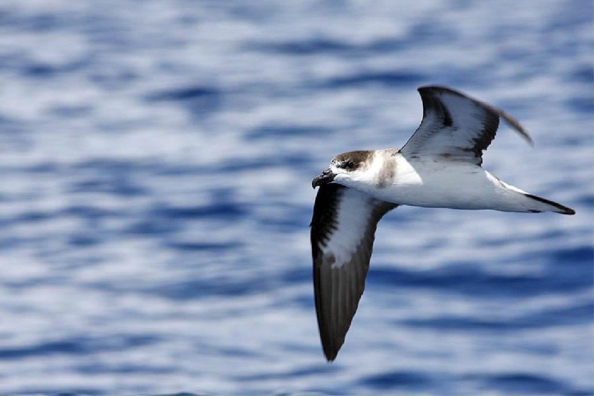 Un petrel antillano (Pterodroma hasitata) cerca de las costas de cabo Hatteras, North Carolina, Estados Unidos (Kate Sutherland, 2019)