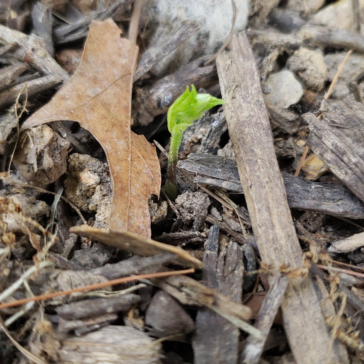 NoDirectionBrew's tweet photo. A little baby Cascade hop is beginning to spout. Patience is a virtue.  

#nodirectionbrewing #homebrew #brewerydreams #hoplife #hophead #hops #cascadehops #farmtopint https://t.co/2QzPYKVZym