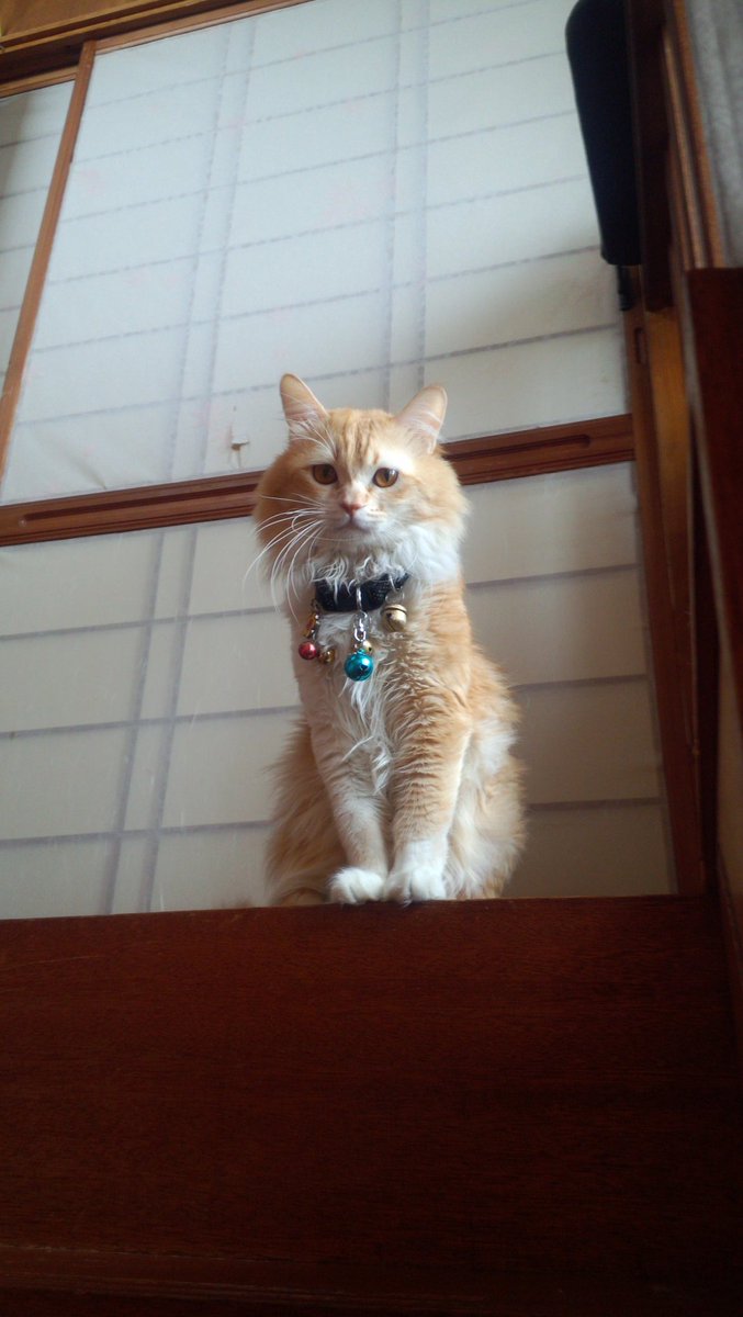 LiLi_1017's tweet photo. ご報告

愛猫の「ピチュー」君が昨日、天国に旅立ちました
一番の甘えん坊で俺にしか懐いてなかったピチュー…
初めて会った時は外で他の猫達にいじめられてたね…
保護する形で誘拐しちゃったけど…大丈夫だよね…

呼んだらすぐ来てくれるピチュー
寝る時はいつも隣に居てくれたピチュー
(続く… https://t.co/6GqU2tkymS