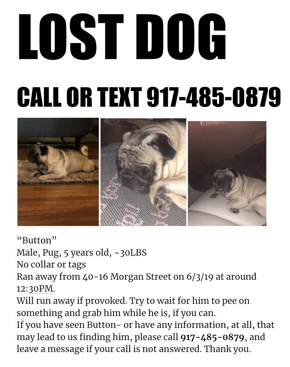 MightyMutts's tweet image. 