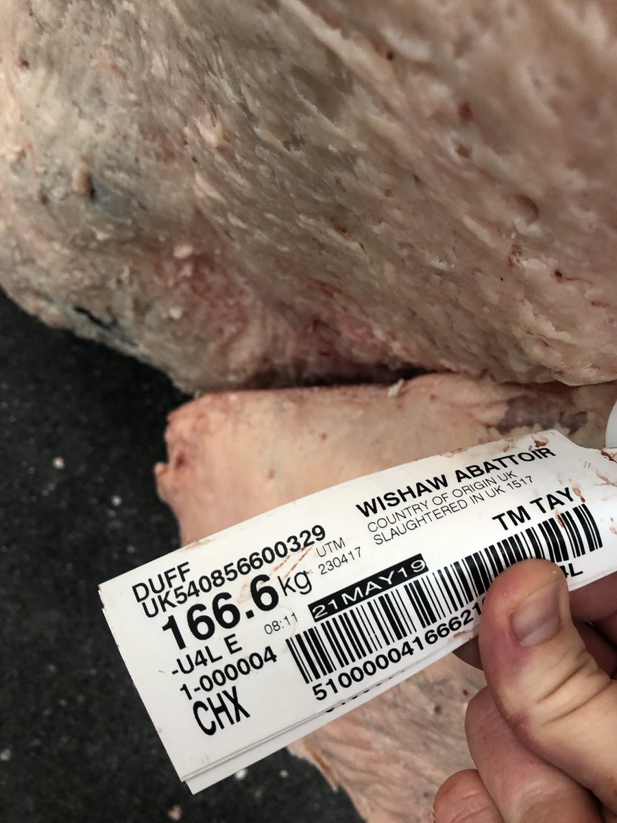 MacDuff1890's tweet photo. Some lovely aged Charolais scotch beef from the Taylors farm chosen for @THBurroughs for delivery this week #dryaged #marbling #ugrade #scotchbeef https://t.co/5v2fRDjXxq