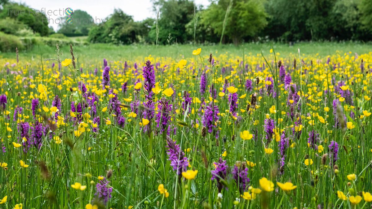 TRPICS1's tweet photo. Enjoyed a lovely orchid walk today before the rain ........ @SouthwMinster @NottinghamPost #Southwell #Nottinghamshire #orchids #orchid https://t.co/YexuCEJVVW