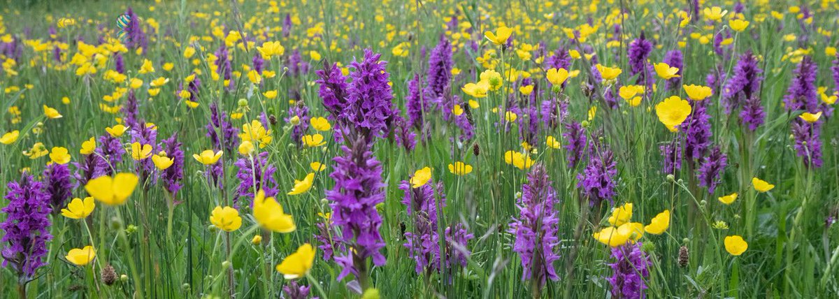 TRPICS1's tweet photo. Enjoyed a lovely orchid walk today before the rain ........ @SouthwMinster @NottinghamPost #Southwell #Nottinghamshire #orchids #orchid https://t.co/YexuCEJVVW
