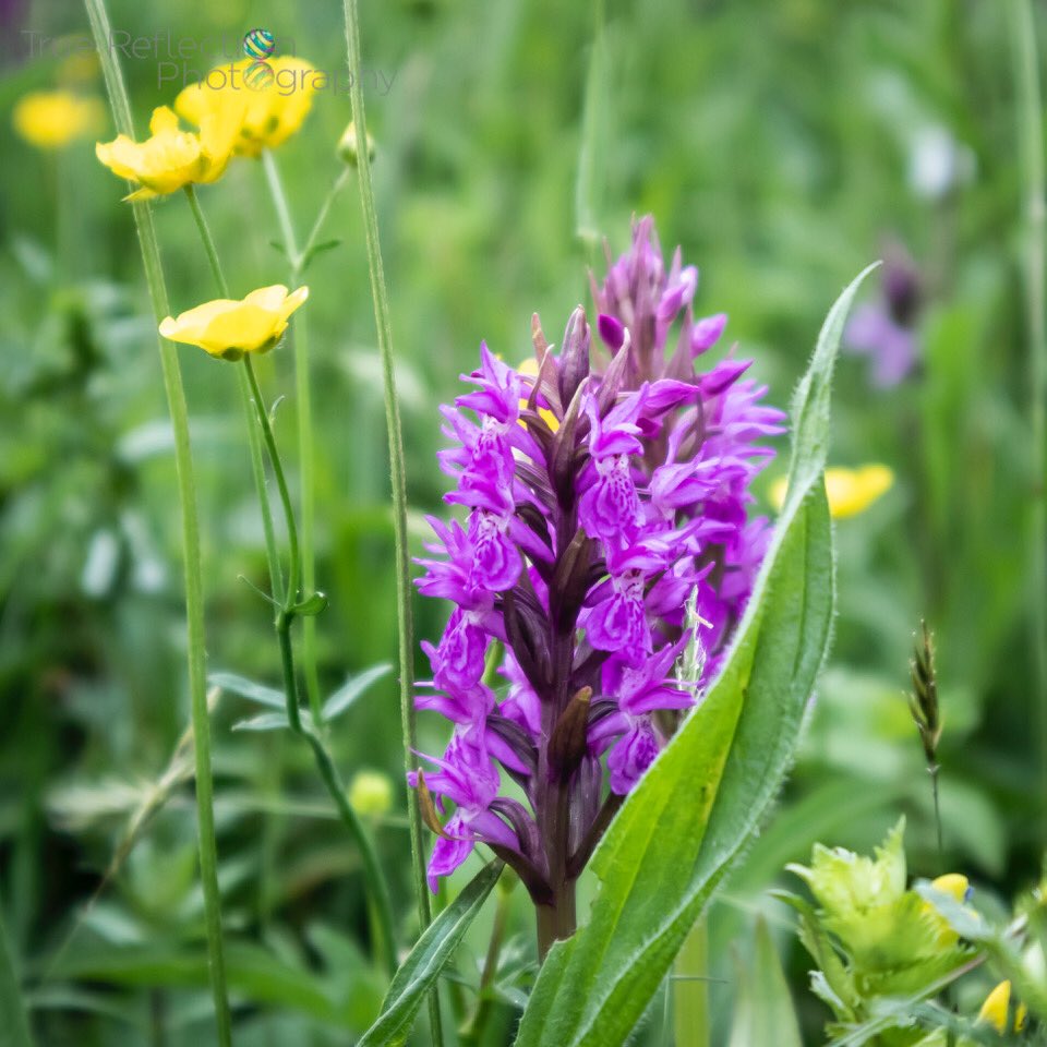 TRPICS1's tweet photo. Enjoyed a lovely orchid walk today before the rain ........ @SouthwMinster @NottinghamPost #Southwell #Nottinghamshire #orchids #orchid https://t.co/YexuCEJVVW