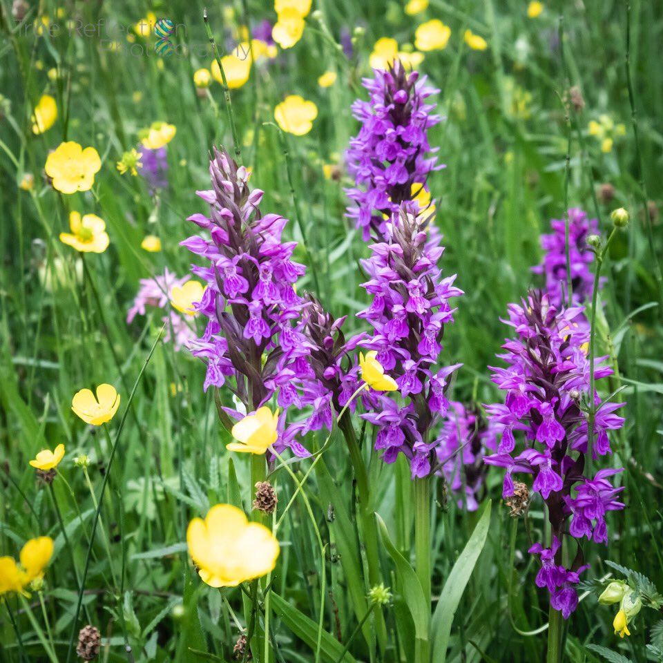 TRPICS1's tweet photo. Enjoyed a lovely orchid walk today before the rain ........ @SouthwMinster @NottinghamPost #Southwell #Nottinghamshire #orchids #orchid https://t.co/YexuCEJVVW