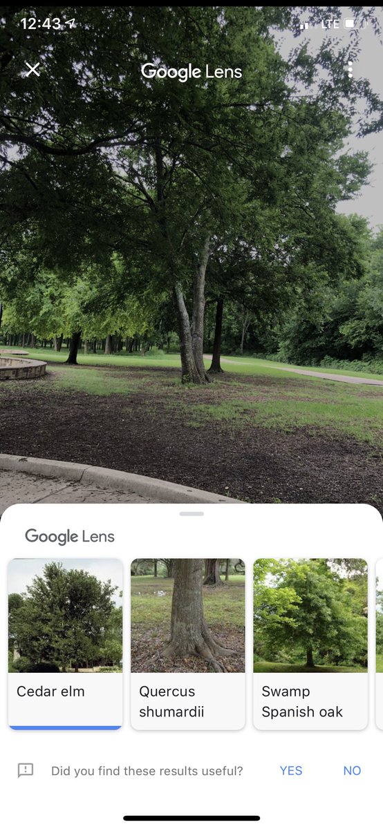 aoconnorteacher's tweet photo. Have you tried Google Lens? Open Google Photos, tap the image you want to know more about, tap the “lens/camera” icon on the bottom and BAM! It leads you to links and more info about your pic! I tried it at the park and took a pic of a tree! Lol #mcgpoolsidepd https://t.co/IjIfZmNbvr