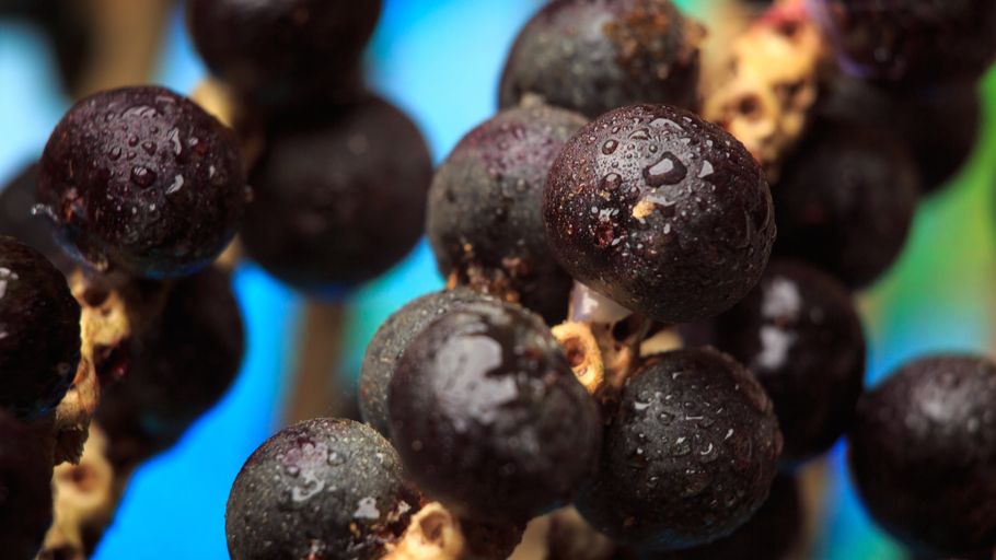 13 Important Benefits Of Acai Berries... Acai berries help improve heart health and aid in weight loss, skin care, and digestion. The fruit is an aphrodisiac, a brain booster, a great weapon against aging, and fatigue or exhaustion. bit.ly/2cnW8ct #smoothie #acai