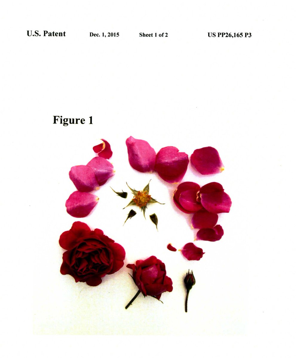 sanjoselibrary's tweet photo. Take a look at this patent photo of a #plantpatent from the @uspto. This week's plant patent is a Shrub Rose Plant Named "POULREN021" (US PP26,165 P3). Stop by #SJPLWorks to see more plant patents! https://t.co/Ypwif3RHWg #SJPLWorksBlooms #BloomBloomPatents #USPTO #FloweroftheDay https://t.co/OTtQWKw0V6