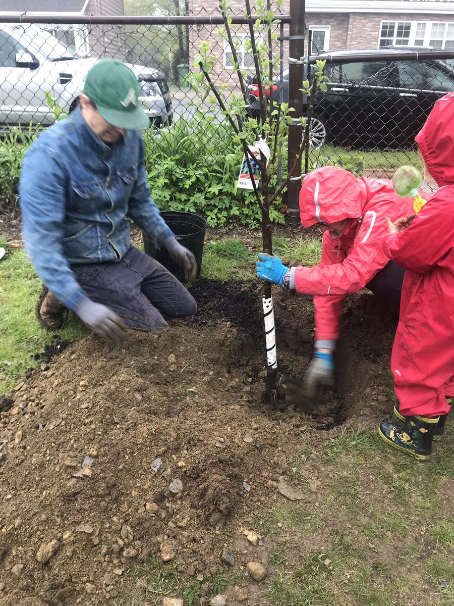 We are expanding! Despite the rain, we planted our new plum tree in our <a href="/HawthornElem/">Hawthorn Elementary</a> #schoolgarden. The apple tree goes in next week. Thanks for the support @HRCEHealthPromo!