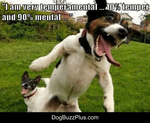 dogbuzzplus tweet picture