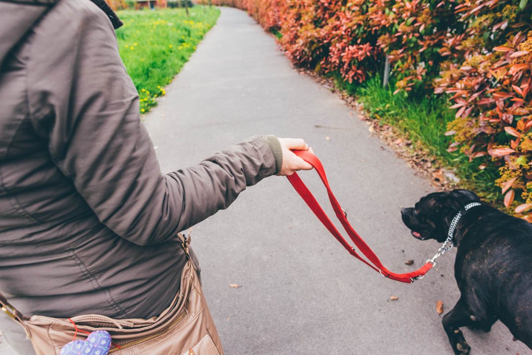 LuckyAgency's tweet photo. Did you know #LuckyPuppyPetCareAgency offers #outstanding #PetSitting services in and around Stamford? For more information, check out our #website today! Give Us A Call at # (203) 793-6450 today! #PetSittingCompany #PetTaxi #DogWalking #Stamford #Stam ... https://t.co/olQhOHZCbg https://t.co/jxEygy7qeI