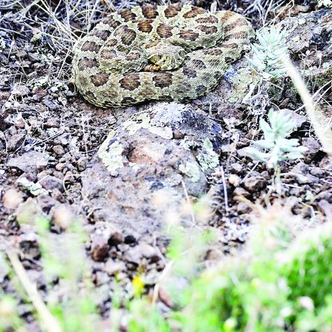 A rattlesnake is coiled up on the ground, staring straight into the camera.