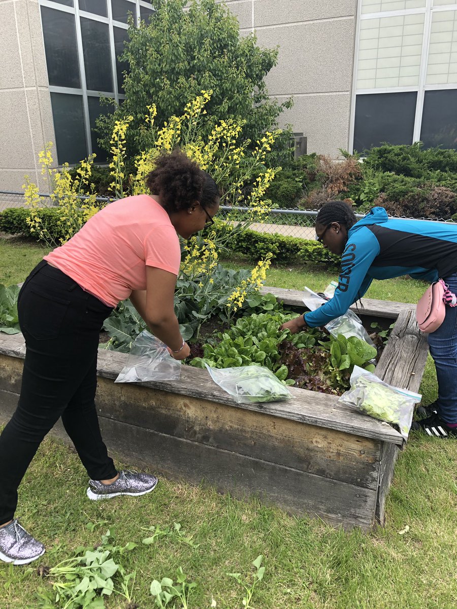 GECdpscd's tweet photo. Our garden is growing! We are excited to taste our spinach and lettuce! @Detroitk12 https://t.co/u5Sfq2TvAB