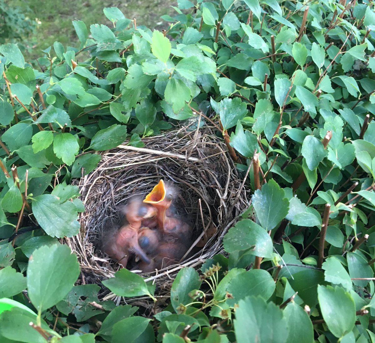 casal_gaelle's tweet photo. "Unsere" Amselfamilie โ๏ธโค๏ธ๐#mitteninderstadt #openyoureyes #animalwonder https://t.co/IKe7A4XCuf