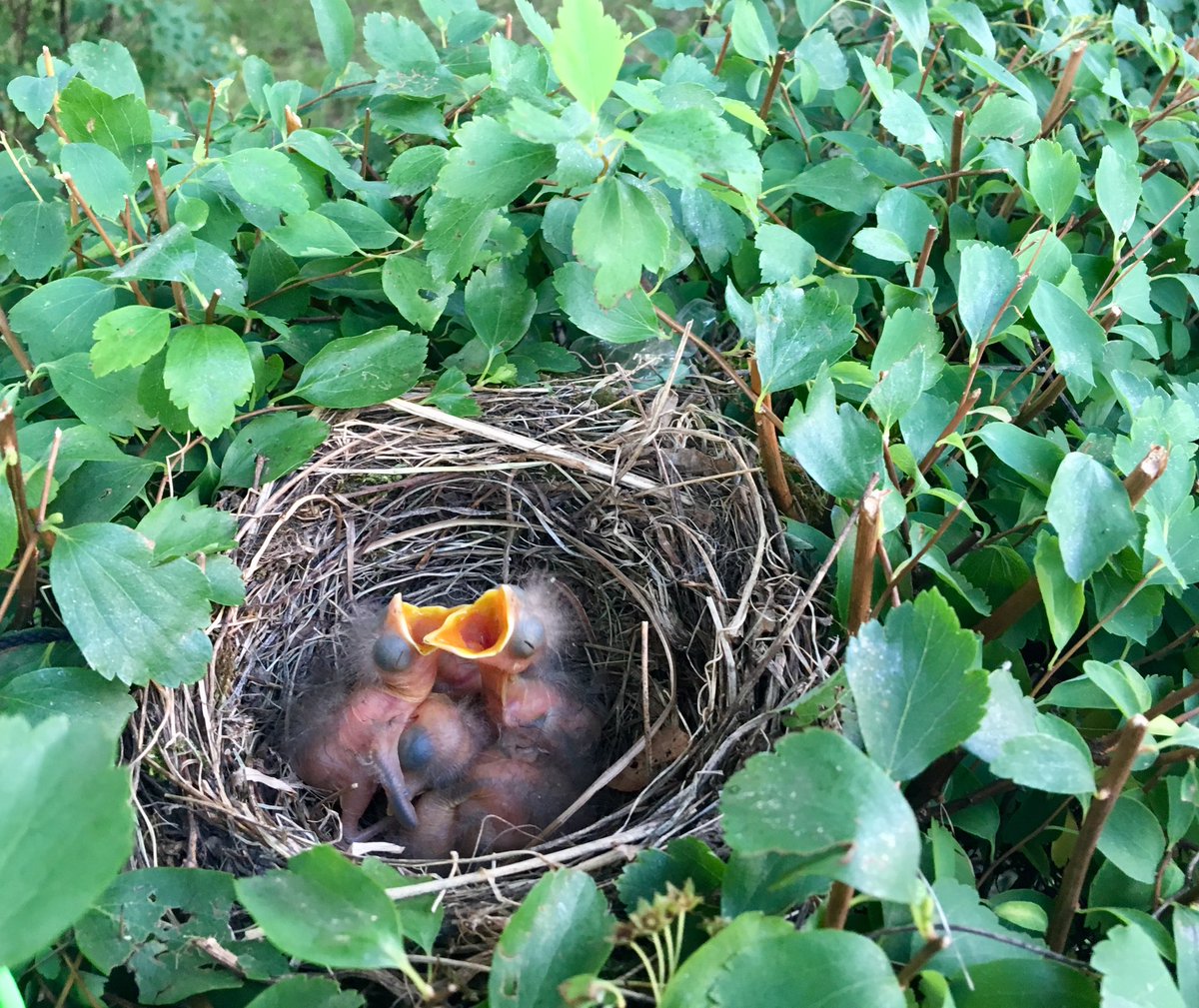 casal_gaelle's tweet photo. "Unsere" Amselfamilie โ๏ธโค๏ธ๐#mitteninderstadt #openyoureyes #animalwonder https://t.co/IKe7A4XCuf