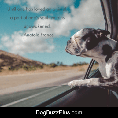dogbuzzplus tweet picture