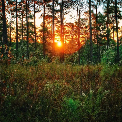 WoodsyAnimation's tweet photo. Keep your face always toward the #sunshine - and shadows will fall behind you. 
Walt Whitman
 #TuesdayThoughts #TuesdayMotivation https://t.co/hTHTyDqgEf
