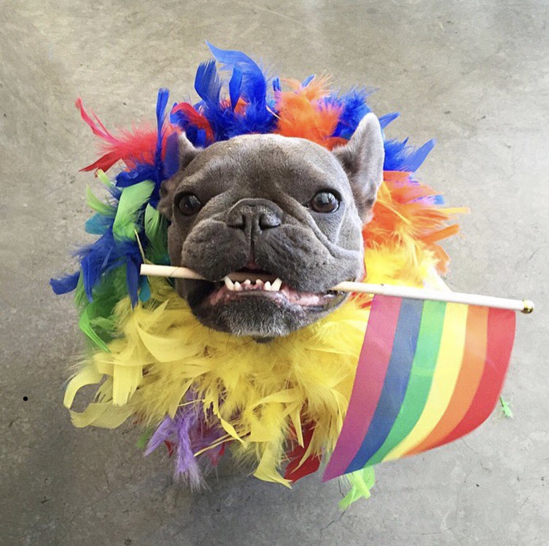 ElevatorStrat's tweet photo. Happy #PrideMonth from one Elevatorβs little enthusiastic advocates, #monkeyyvr! ππ³οΈβπ https://t.co/KlWIW8QuhU https://t.co/5qMAzUDkfL