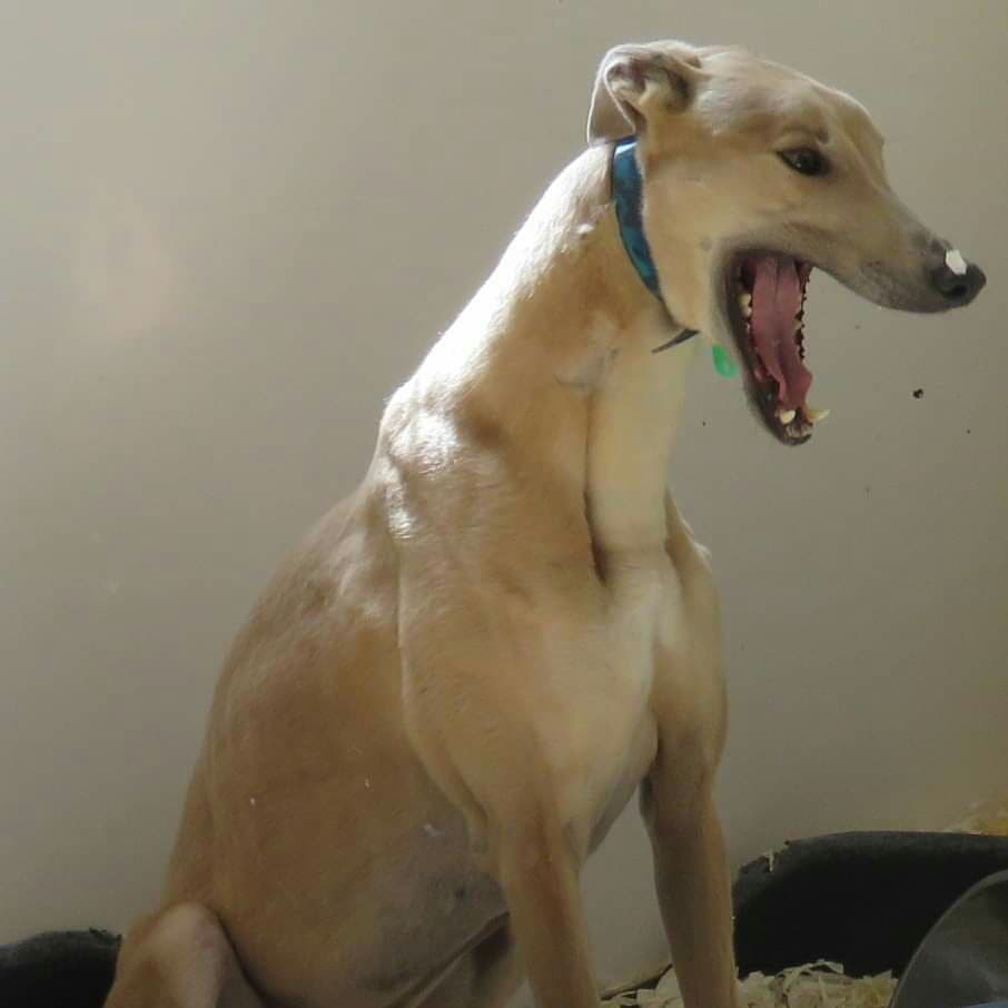 DurhamRetired's tweet photo. It can be tiring waiting for your forever home!
Please get in touch if there's space in your <3 for a retired athlete. #homeswanted #retiredracers #gorgeousgreys #greyhoundsofinstagram #greyhoundsmakegreatpets  @SunderlandDogs https://t.co/b84ZYkCweu