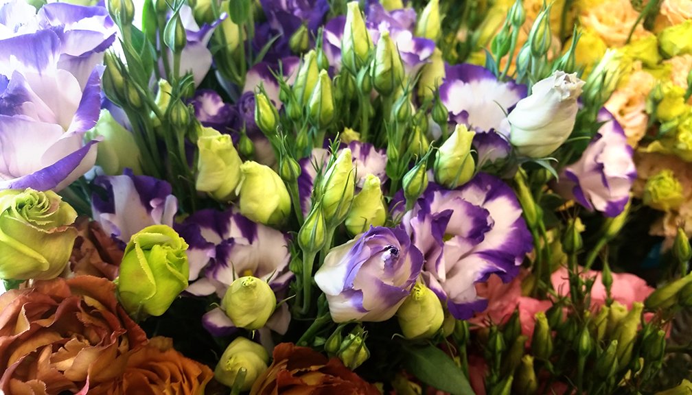 Lisianthus Season is here. Check out Part 1 of our "Lisianthus - Summer's Darling" article to learn more about this wonderful flower. sunvalleyfloralfarms.blogspot.com/2019/06/lisian…

#Lisianthus #AmericanGrown #BridalFlowers #FlowerBlogger #SunValleyFloralFarms #CAGrown #CAGrownFlowersMonth