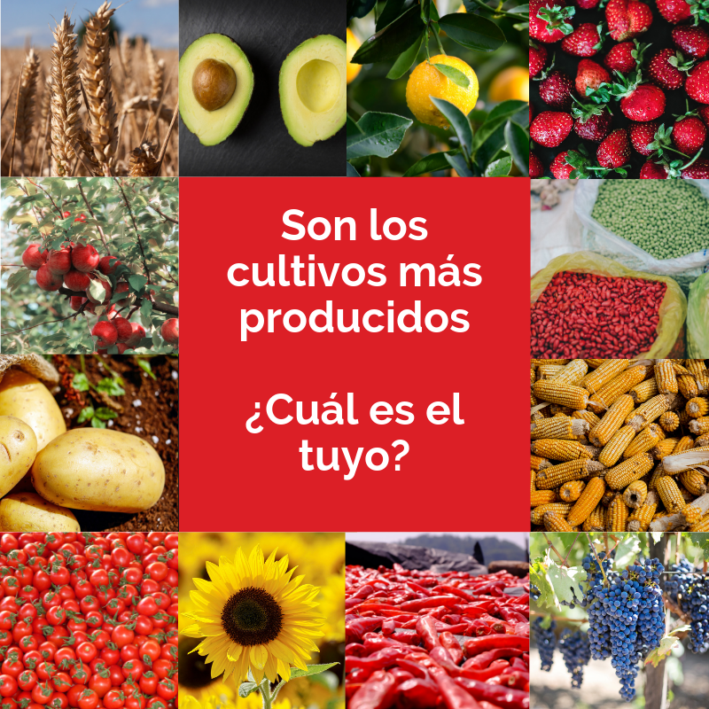 Sismagro's tweet photo. El campo es vida, desde la primer gota de sol en la mañana hasta cuando la luna arropa los cultivos. Nuestro amor es la fuerza de cada tallo para brindarnos, en un nuevo amanecer, el más preciado de sus frutos. #Campo #Agricultura #Cultivo #Cultivos #Siembra #Cosecha #Avocado https://t.co/GOfAlGKiP4