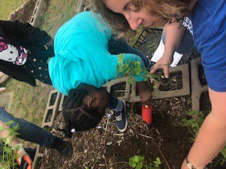 GoodwinGator's tweet photo. On Thursday May 30th Goodwin's students, parent's and teachers participated in a school Planting day.  Each class came out to plant their own vegetables or fruits.  It was a lovely day! https://t.co/VB8baczQaB