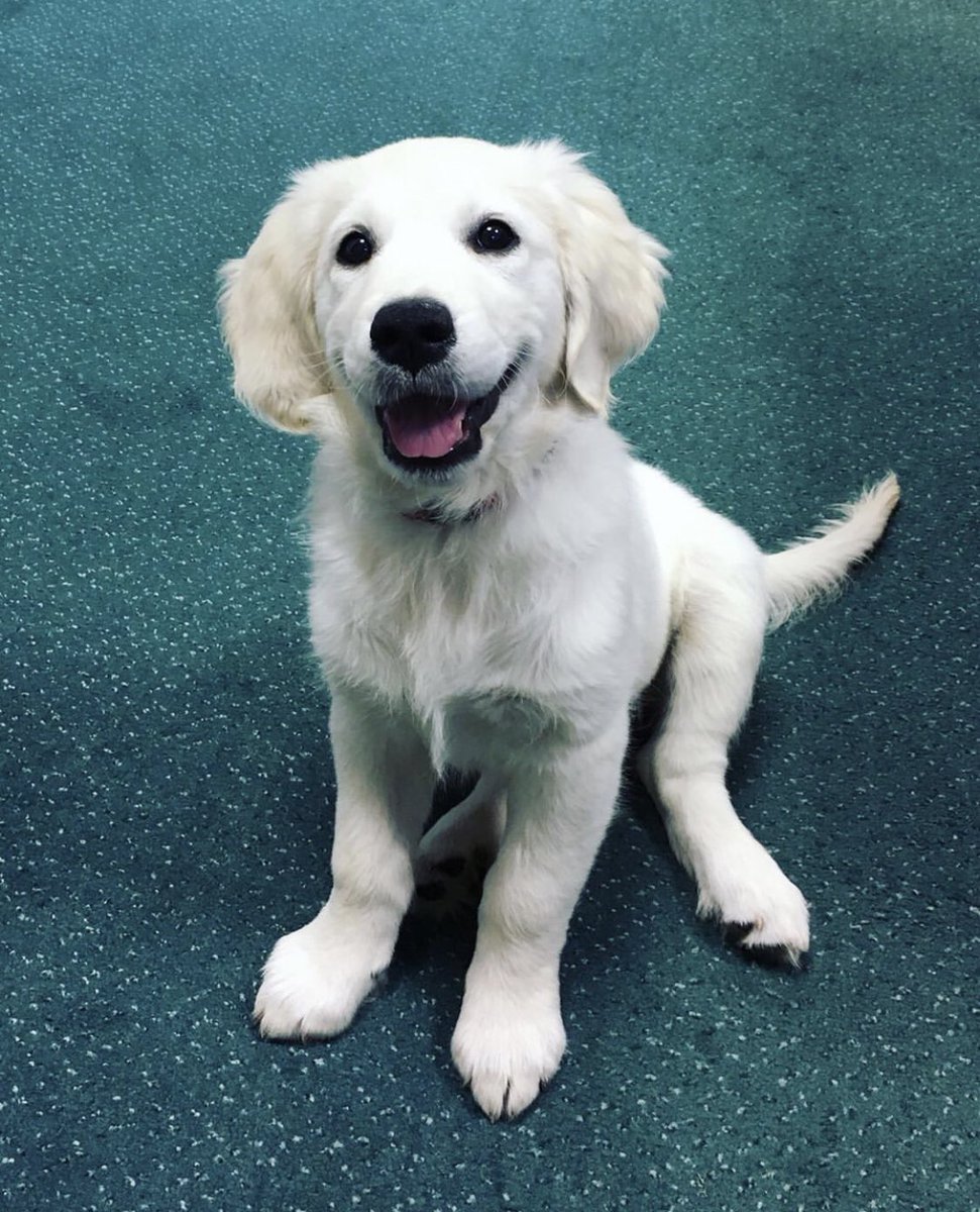 Michelle_JML's tweet photo. Today our new team member @JML_Financial came to the office. You may see her bounding around Cobham. Meet Tink ✨ #11week #puppy #Goldenretrievers https://t.co/RhixBWq82n