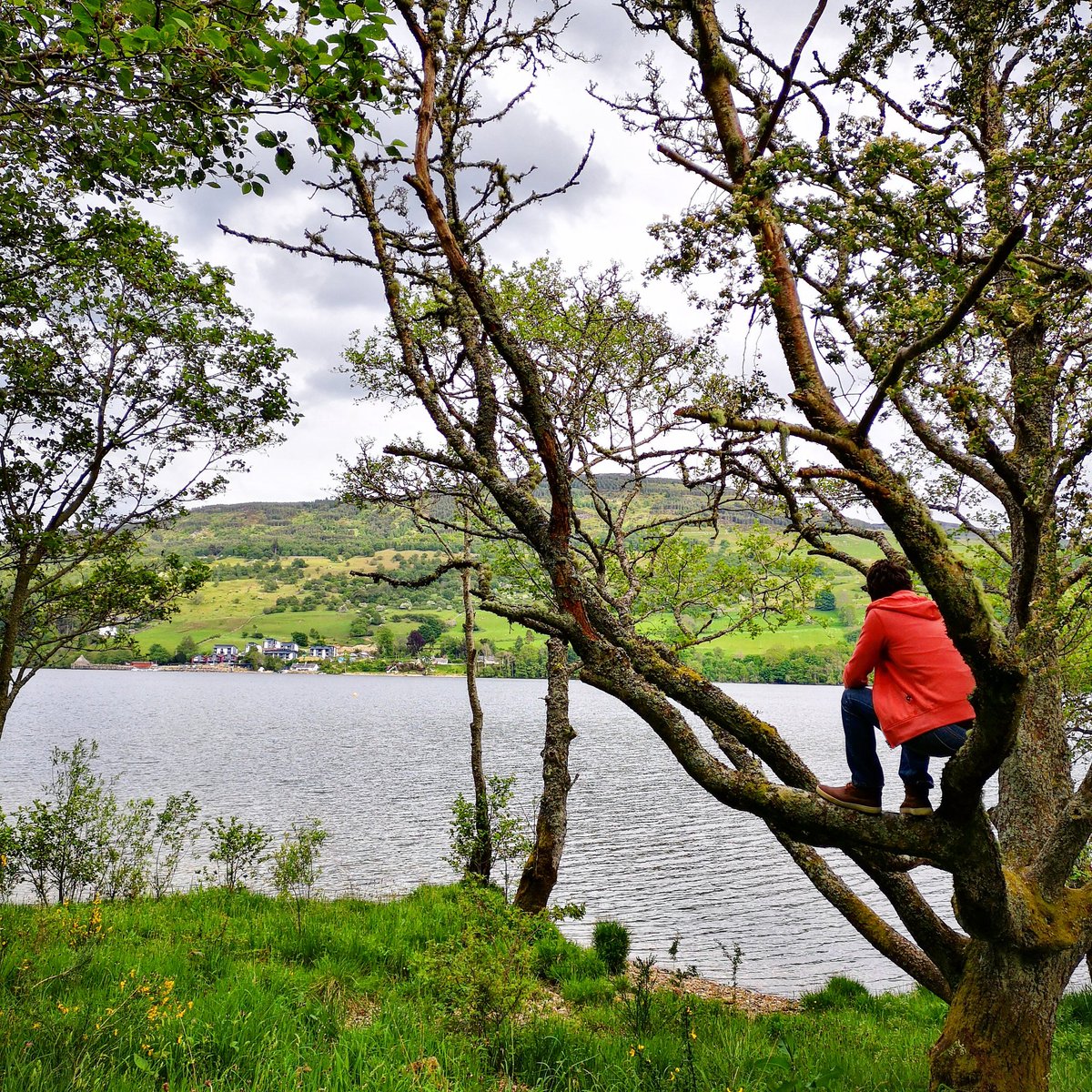 A nice walk along the beach at Dalerb this evening. Such a beautiful spot and it's always so peaceful. Here's Gary sitting up a tree... What a poser!

 #dalerb #kenmore #Perthshire #scotland #VisitScotland #ScotlandIsNow @VisitScotland