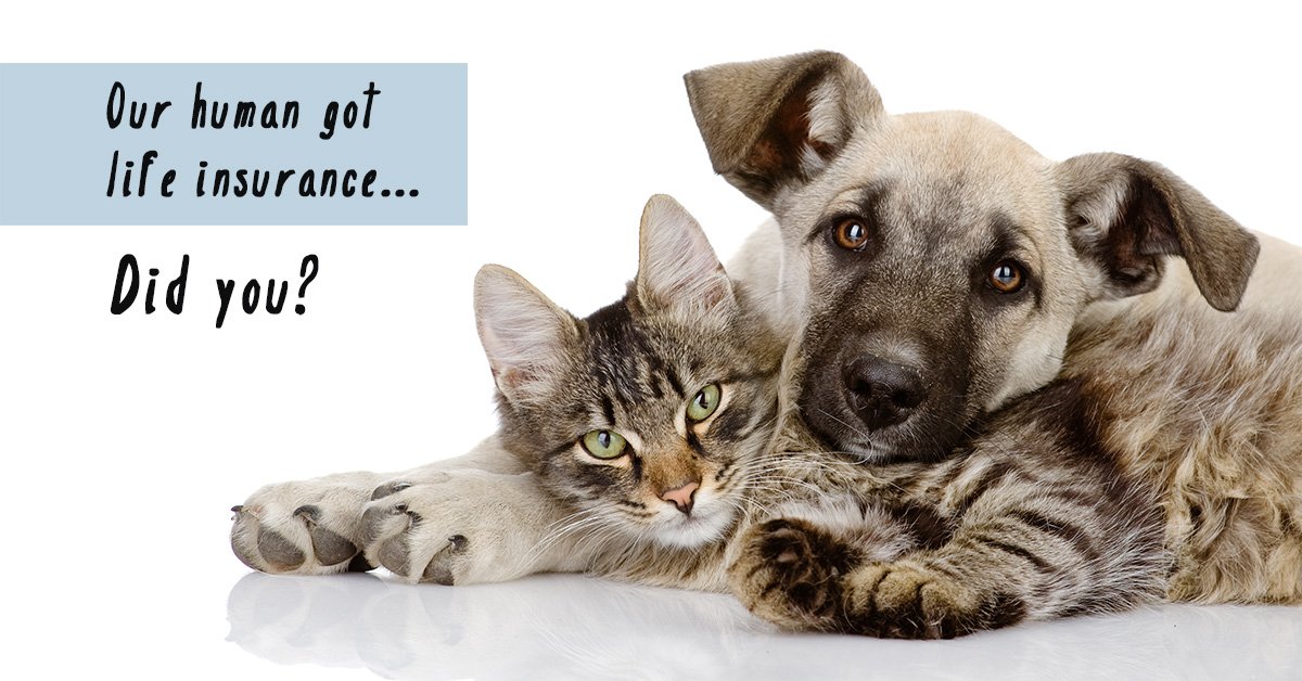 RummelInsurance's tweet image. This is  good question. Think life insurance to protect those you love.