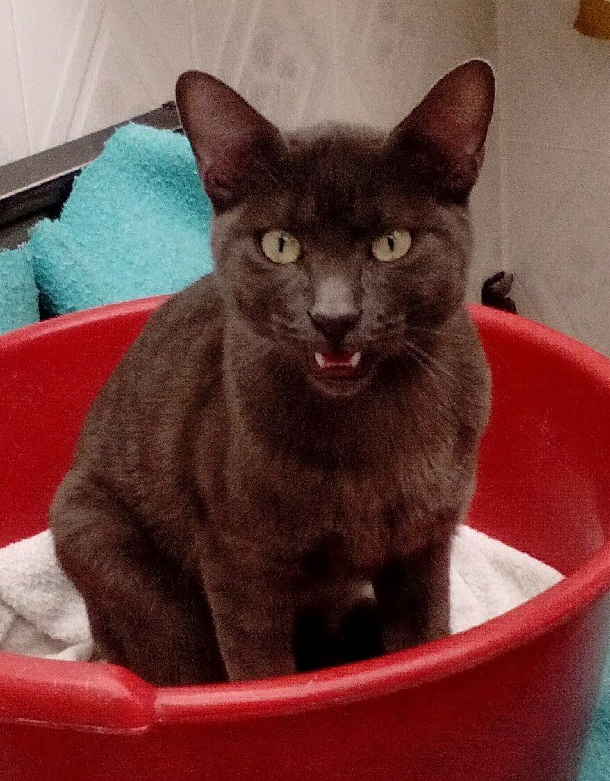 Los Bliss tweet media