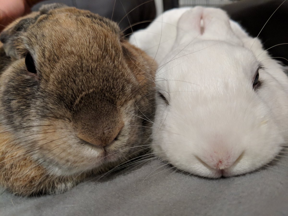 HoiSiv's tweet photo. This is Keira (brown) and Georgie (white) they love chilling with us on the sofa, adore getting kisses and pets, and go crazy over their sweet treats. I love them so much! They were adopted from the @Houserabbit.
#petsforjin #ARMYpets #ThisNightByJin @BTS_twt https://t.co/NS7wvr1O7O