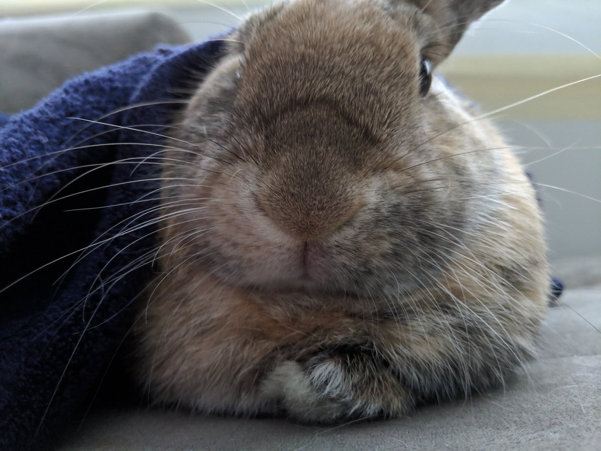 HoiSiv's tweet photo. This is Keira (brown) and Georgie (white) they love chilling with us on the sofa, adore getting kisses and pets, and go crazy over their sweet treats. I love them so much! They were adopted from the @Houserabbit.
#petsforjin #ARMYpets #ThisNightByJin @BTS_twt https://t.co/NS7wvr1O7O