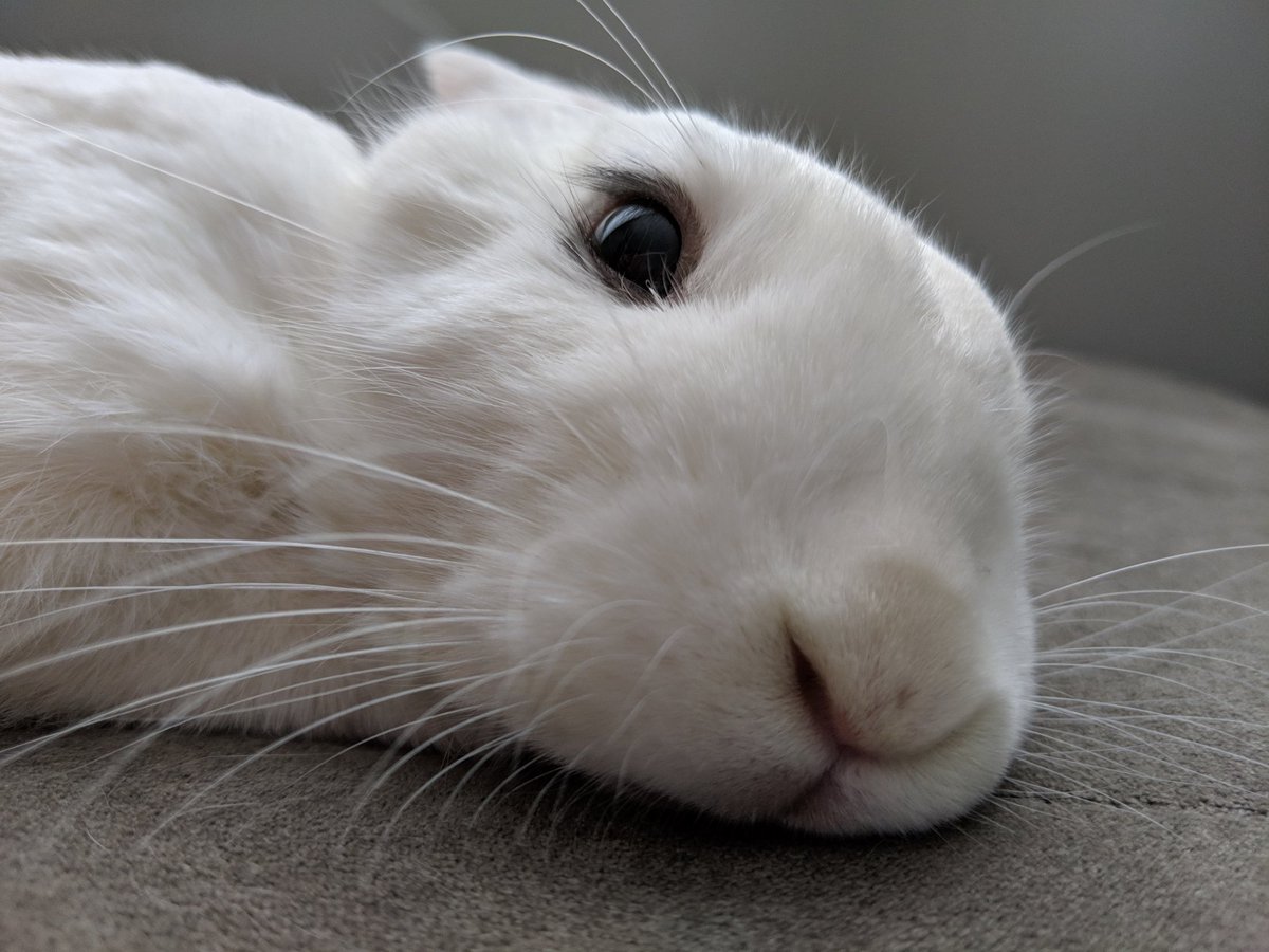 HoiSiv's tweet photo. This is Keira (brown) and Georgie (white) they love chilling with us on the sofa, adore getting kisses and pets, and go crazy over their sweet treats. I love them so much! They were adopted from the @Houserabbit.
#petsforjin #ARMYpets #ThisNightByJin @BTS_twt https://t.co/NS7wvr1O7O