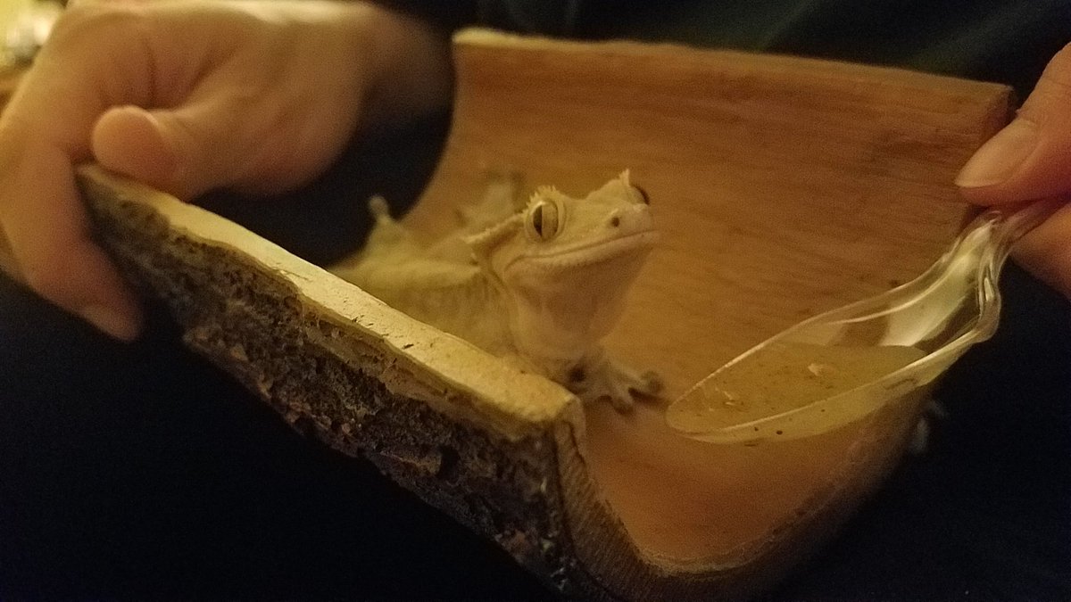 Getting settled in our new home in Washington, Midas was a champ on the 4-day car ride