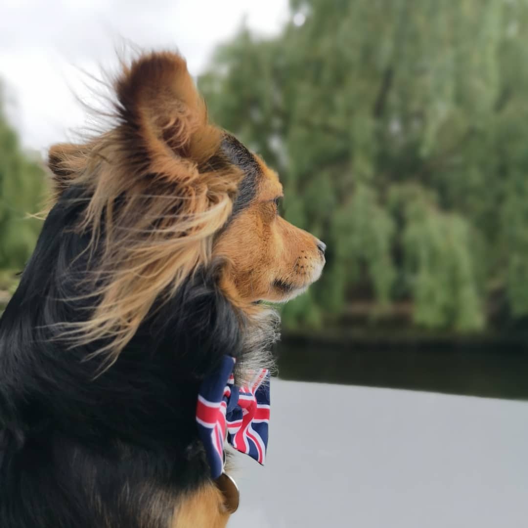 AdelePember's tweet image. My #furiendlyfind for tonight's #dogfriendlyhour is @Goboatldn. Me and Charlie could have stayed on that boat all day, come rain or shine. ☀️ Our captain @JTPember did a cracking job of stearing the boat too! 🌊