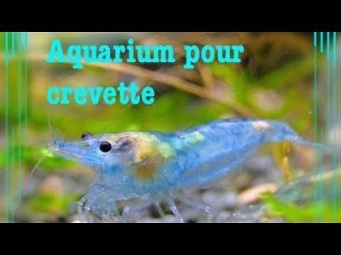 Crevette Hashtag On Twitter