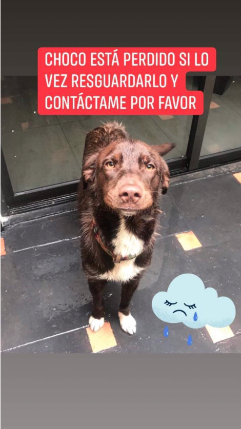 koshmar_inc's tweet photo. #AyudameARegresarACasa #PerroPerdidoCDMX #Perdido #perro #macho #GustavoAMadero #CDMX @TuAlcaldiaGAM Se perdió en la colonia Vasco de Quiroga en la Gustavo A Madero. https://t.co/0MNMrGAwcE
