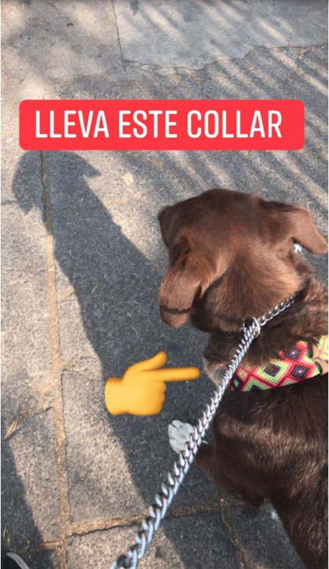 koshmar_inc's tweet photo. #AyudameARegresarACasa #PerroPerdidoCDMX #Perdido #perro #macho #GustavoAMadero #CDMX @TuAlcaldiaGAM Se perdió en la colonia Vasco de Quiroga en la Gustavo A Madero. https://t.co/0MNMrGAwcE