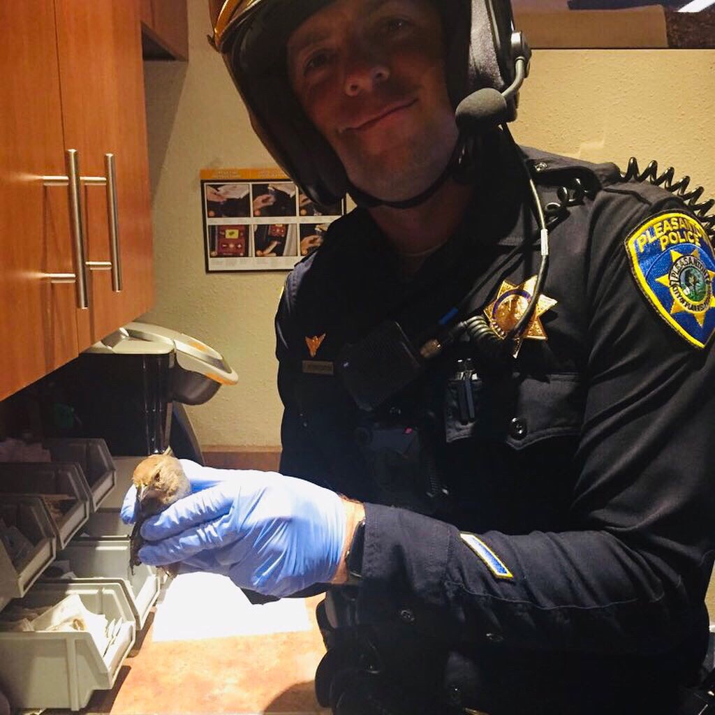 pleasantonpd's tweet photo. Last weekend Ofcr Hendrickson & Animal Service Ofcr Ayers rescued a bird from a glue trap. With a lot of patience, and a lot of olive oil, this sweet 🐦 is going to be just fine. LESSON: glue traps are NOT for outdoor use.
#birdwhisperer #gluetrapsurvivor #bettertogether https://t.co/WMpLsyv1lL