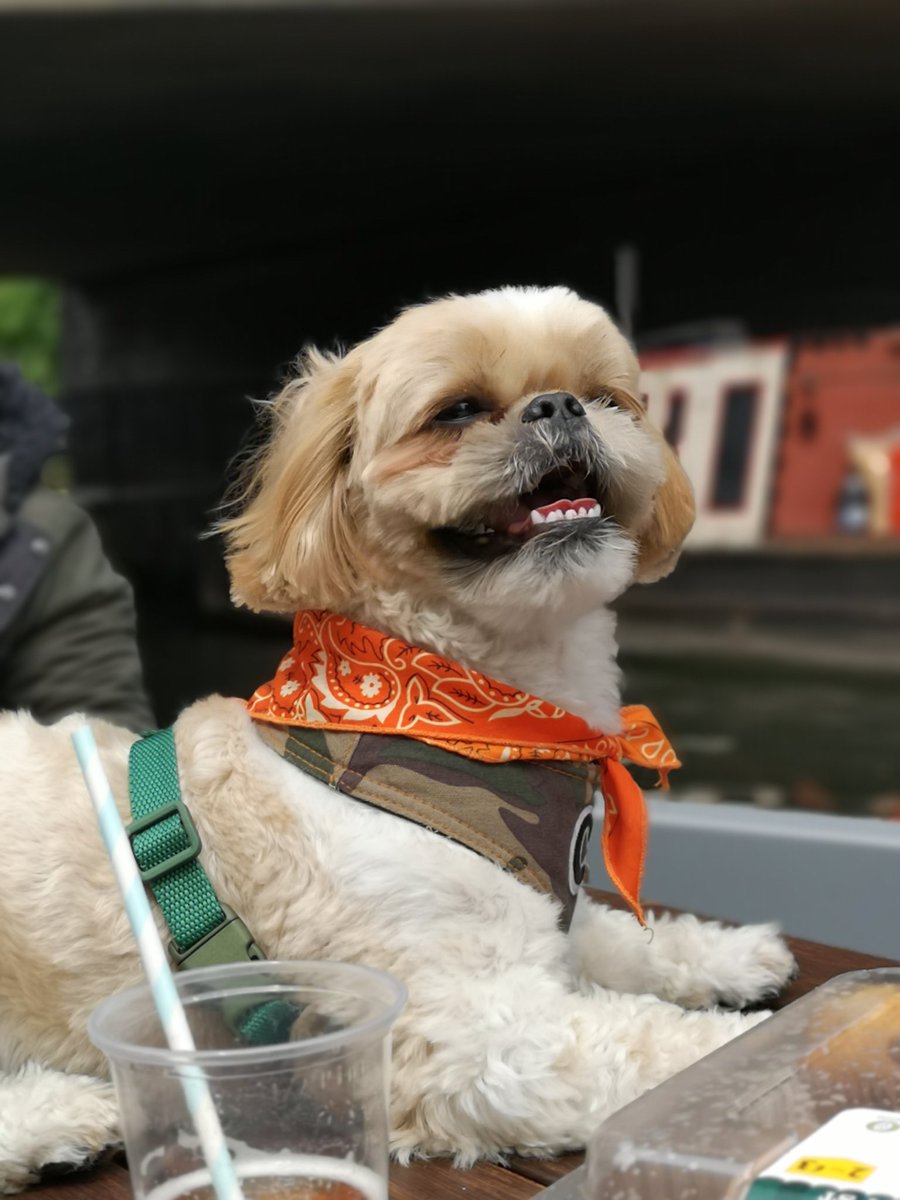 DogFuriendly's tweet image. Our next #dogfriendlyhour shoutout goes to @Goboatldn 😍! This is the pawfect way to while away a few hours in London with a picnic and pooch by your side. 🐶 The biat took us along Regent's canal and we got to stear the boat ourselves. 🛥️ A 5 paw rating from Chewie and Charlie!