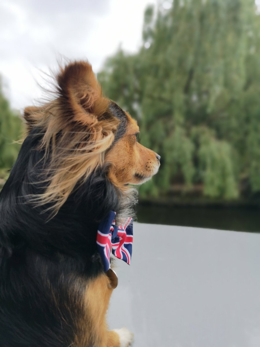DogFuriendly's tweet image. Our next #dogfriendlyhour shoutout goes to @Goboatldn 😍! This is the pawfect way to while away a few hours in London with a picnic and pooch by your side. 🐶 The biat took us along Regent's canal and we got to stear the boat ourselves. 🛥️ A 5 paw rating from Chewie and Charlie!