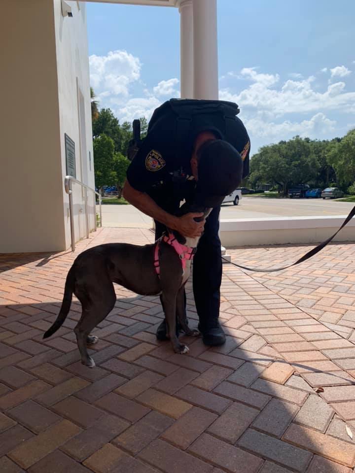 We have a new foster from <a href="/HALO_Rescue/">HALO Rescue Shelter - FL</a>, her name is Leslie. 
She was found abandoned, walking down Old Dixie.

She is fun-loving, energetic, and was sooo excited to see everyone in the station! Let’s find her a forever home.