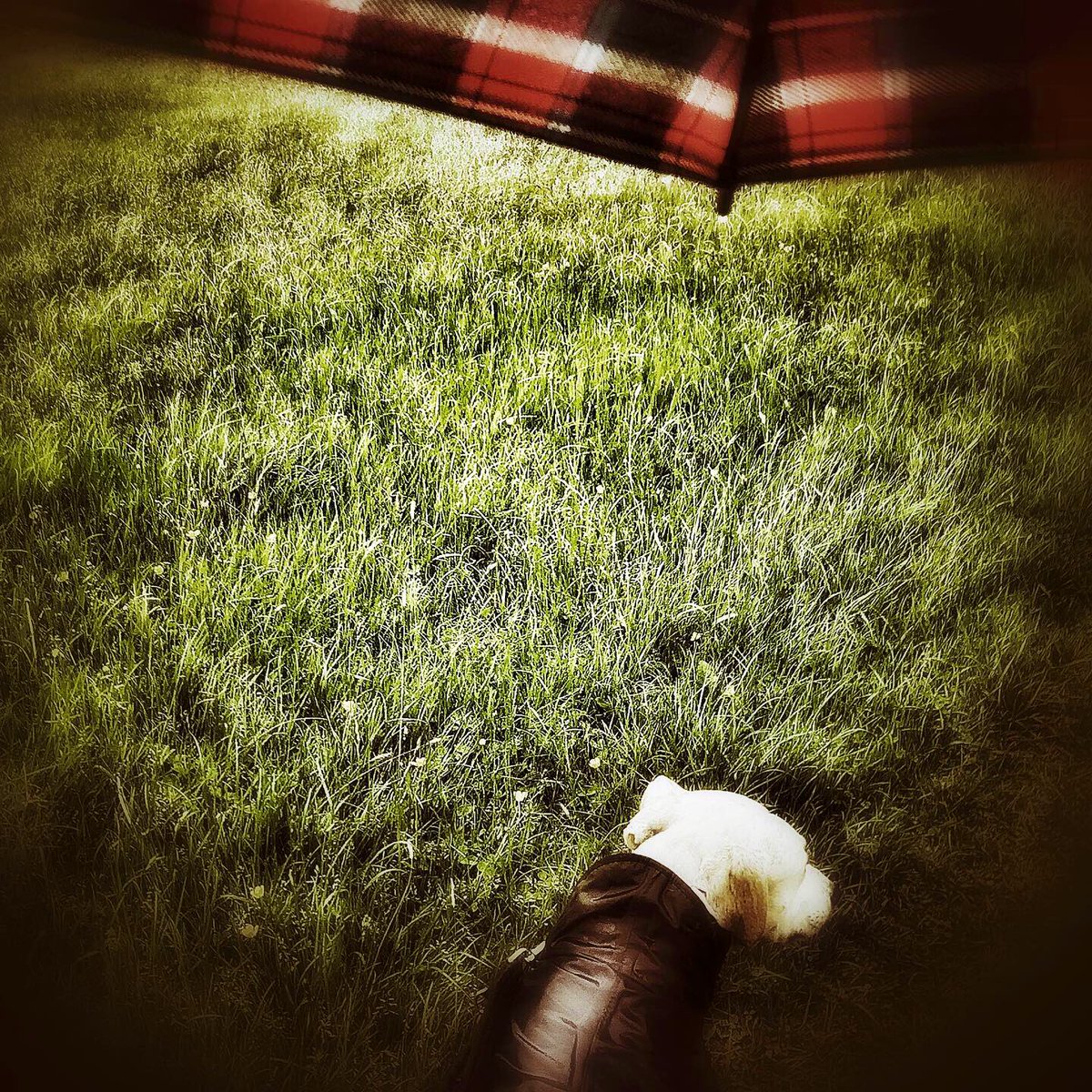 oldcrofthouse's tweet image. Not quite wolf in sheep’s clothing...
#dylan #doginacoat #sheepwool #30DaysWild #rainywalk #walking #absorbyoursurroundings #whatevertheweather #kirkbystephen #Cumbria