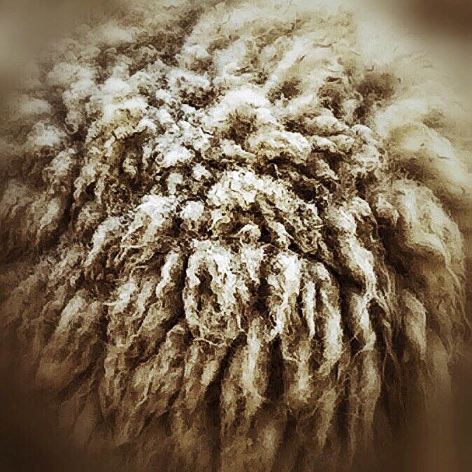 oldcrofthouse's tweet image. Not quite wolf in sheep’s clothing...
#dylan #doginacoat #sheepwool #30DaysWild #rainywalk #walking #absorbyoursurroundings #whatevertheweather #kirkbystephen #Cumbria