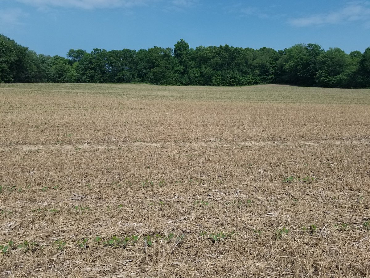 c_coombs's tweet image. Finally got a chance to check on our #plantinggreen trial. Soybeans into wheat. Comparing different herbicide regimes. #pennstateextension