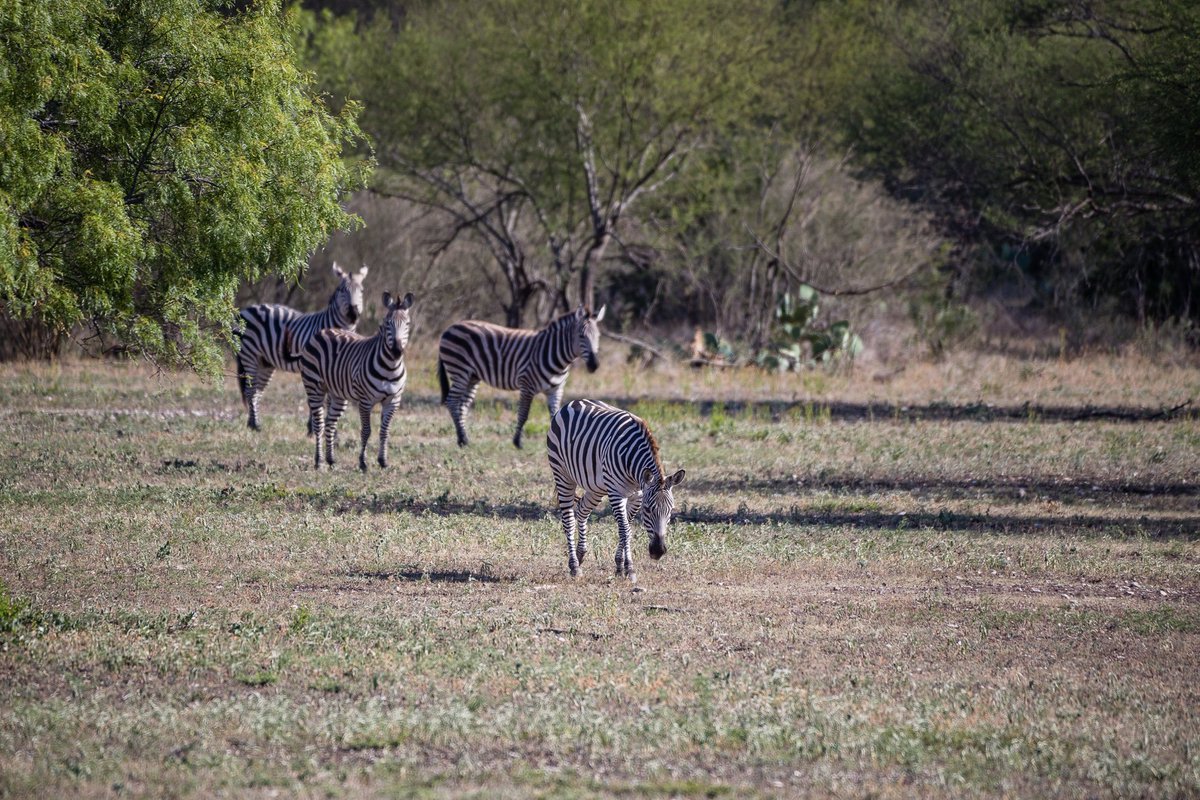 farmandranchpub's tweet photo. #texas #txtuesdays
Blue Mountain Ranch - 2,280± Acres
Uvalde County, Texas
https://t.co/XVgHq2qTaj
#farmandranch #acreage #hunting #highfenced #onthecover #TexasFarmandRanch
.
.
.
Contact @txranchsalesllc for more information on this amazing property! https://t.co/bChkwYQ4Dt