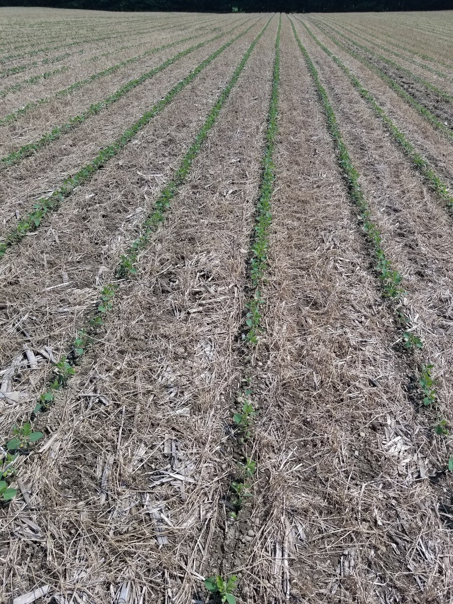 c_coombs's tweet image. Finally got a chance to check on our #plantinggreen trial. Soybeans into wheat. Comparing different herbicide regimes. #pennstateextension