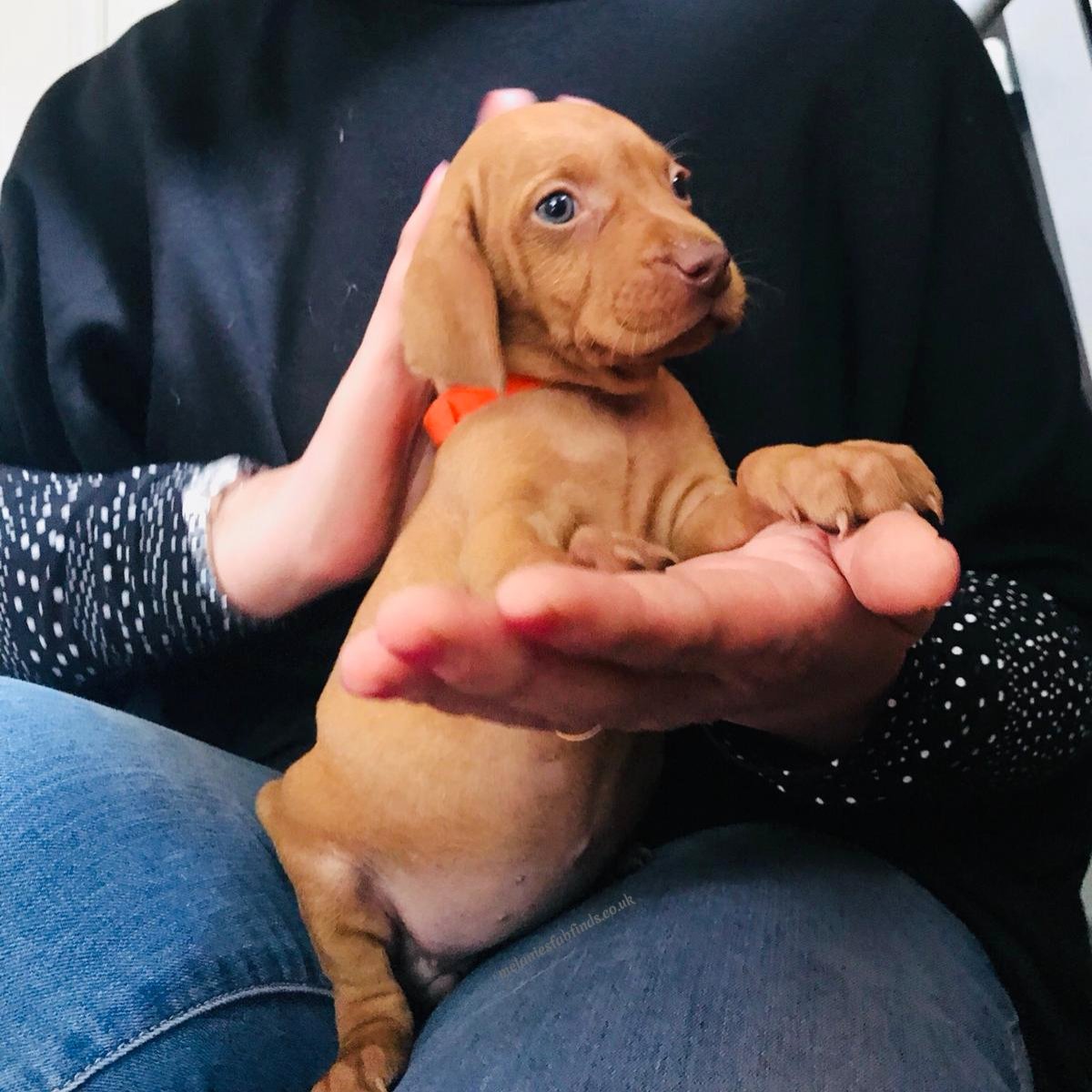 MelanieMse's tweet photo. Buying a Puppy, the Basics https://t.co/uxXuLD2gA4 #pets #buyingapet #caringforpets #dogs #puppy #puppies #buyingapuppy #petcare https://t.co/Y3Z4spIuq2