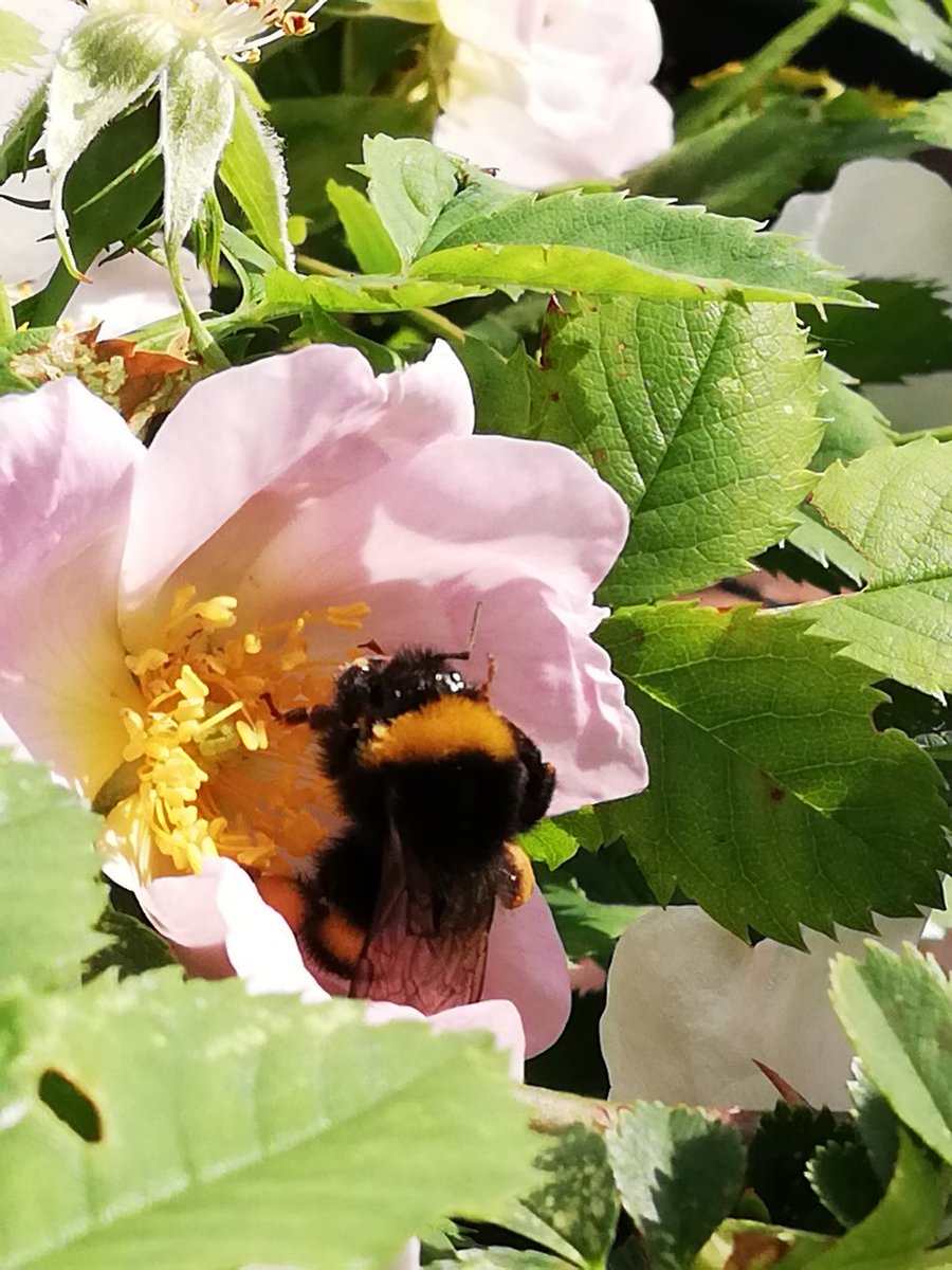 brewbich's tweet photo. Just a busy Bee, doing what bees do best
#SightsOfSummer https://t.co/aqtXsSZ7JQ